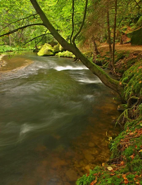 Blick in tiefe Sandsteinschlucht mit klarem Wasser des Gebirgsflusses. klares, verschwommenes Wasser mit Reflexionen. Talbewachsene Buchen und Ahornbäume mit ersten bunten Blättern, frischgrüner Farn. — Stockfoto