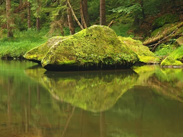 Big mossy sandstone boulders in water of mountain river. Clear blurred water with reflections. Gulch covered beeches and maple trees with first colorful leaves, rain drops on light green fern. — Stock Photo, Image