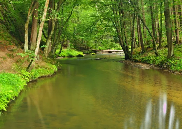 Vista nel profondo golfo di arenaria con acqua limpida del fiume di montagna. Acqua chiara e sfocata con riflessi. Faggi ricoperti di valle e aceri con prime foglie colorate, felce verde fresca . — Foto Stock