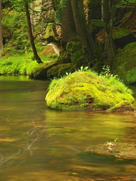 Stora mossiga sandsten stenblock i vatten av berg flod. klart suddiga vatten med reflektioner. Gulch omfattas bokträd och lönn träd med första färgglada löv, regnet droppar på ljus grön fern. — Stockfoto