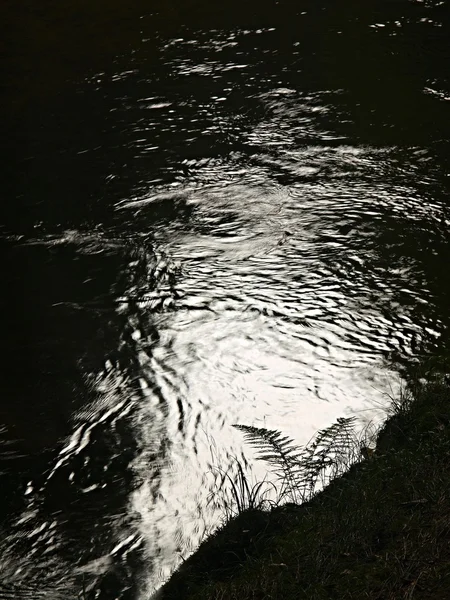 Reflexões no rio da montanha com caules de samambaia — Fotografia de Stock