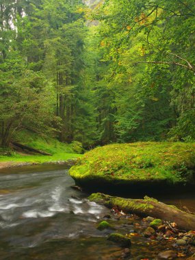 dağ nehir su büyük yosunlu kumtaşı kayalar. Bulanık su yansımalar ile temizleyin. beeches ve akçaağaç ilk renkli yaprakları ile Gulch kapalı, hafif yeşil eğreltiotu üzerinde yağmur damlaları.