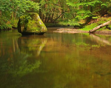 dağ nehir su büyük yosunlu kumtaşı kayalar. Bulanık su yansımalar ile temizleyin. beeches ve akçaağaç ilk renkli yaprakları ile Gulch kapalı, hafif yeşil eğreltiotu üzerinde yağmur damlaları.