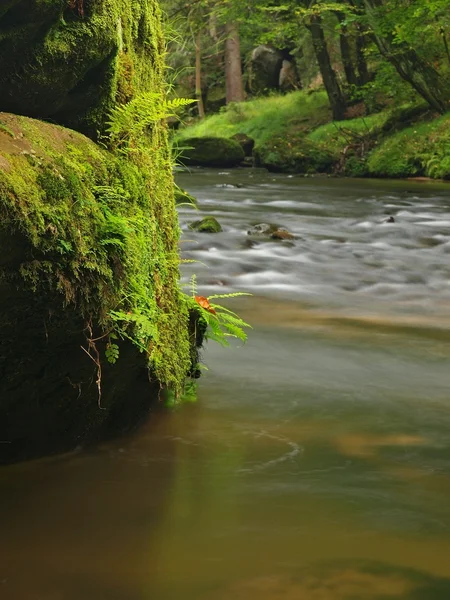 Grandes rocas musgosas de piedra arenisca en el agua del río de montaña. Agua clara y borrosa con reflejos. Barranco cubierto de hayas y arces con las primeras hojas de colores, gotas de lluvia en helecho verde claro . — Foto de Stock