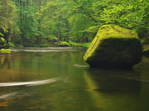 Grandi massi di arenaria muschiata in acqua di fiume di montagna. Acqua chiara e sfocata con riflessi. Faggi ricoperti di gulch e aceri con prime foglie colorate, gocce di pioggia su felce verde chiaro . — Foto Stock