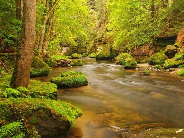 View into deep sandstone gulch with clear water of mountain river. Clear blurred water with reflections. Valley covered beeches and maple trees with first colorful leaves, fresh green fern. — Stock Photo, Image