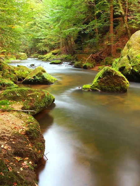 Blick in tiefe Sandsteinschlucht mit klarem Wasser des Gebirgsflusses. klares, verschwommenes Wasser mit Reflexionen. Talbewachsene Buchen und Ahornbäume mit ersten bunten Blättern, frischgrüner Farn. — Stockfoto