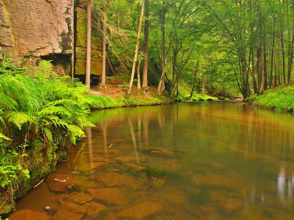 Vista nel profondo golfo di arenaria con acqua limpida del fiume di montagna. Acqua chiara e sfocata con riflessi. Faggi ricoperti di valle e aceri con prime foglie colorate, felce verde fresca . — Foto Stock