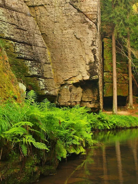 Bekijken in diepe zandsteen gulch met helder water van de rivier van de berg. helder wazig water met reflecties. vallei gedekt beuken en maple bomen met eerste kleurrijke bladeren, verse groene fern. — Stockfoto