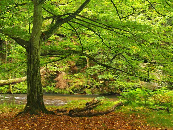 Old beech tree with first colorful leaves in deep sandstone gulch covered beeches and maple trees. River bank under trees at mountain river. Fresh spring air in the evening after rainy day.