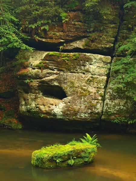 Zobacz do piaskowca głęboki kanion z czystej wodzie rzeki górskie. Wyczyść niewyraźne wody z odbicia. doliny buki i klony z pierwsze kolorowe liście, Paproć zielony świeży. — Zdjęcie stockowe