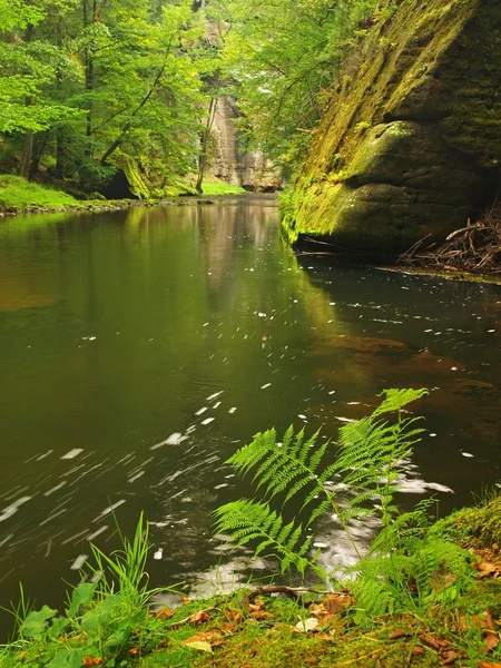 Vue dans le golfe profond de grès avec l'eau claire de la rivière de montagne. Eau claire et floue avec reflets. Vallée couverte de hêtres et d'érables aux premières feuilles colorées, fougère verte fraîche . — Photo