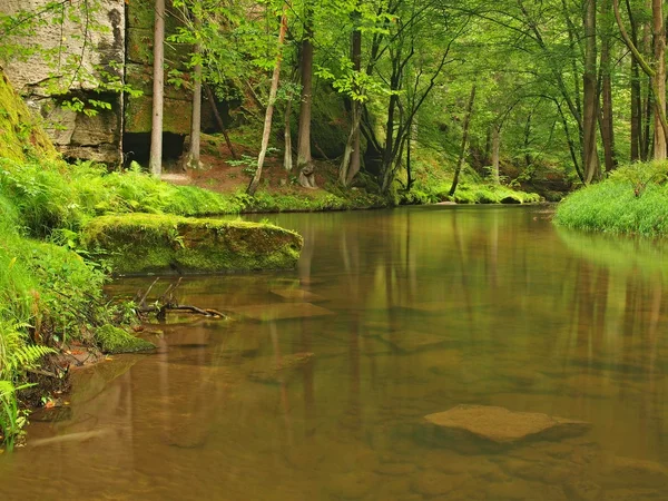 View into deep sandstone gulch with clear water of mountain river. Clear blurred water with reflections. Valley covered beeches and maple trees with first colorful leaves, fresh green fern. — Stock Photo, Image