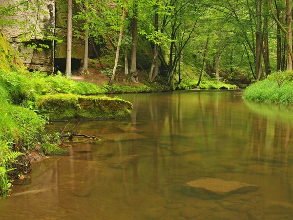 Vista nel profondo golfo di arenaria con acqua limpida del fiume di montagna. Acqua chiara e sfocata con riflessi. Faggi ricoperti di valle e aceri con prime foglie colorate, felce verde fresca . — Foto Stock