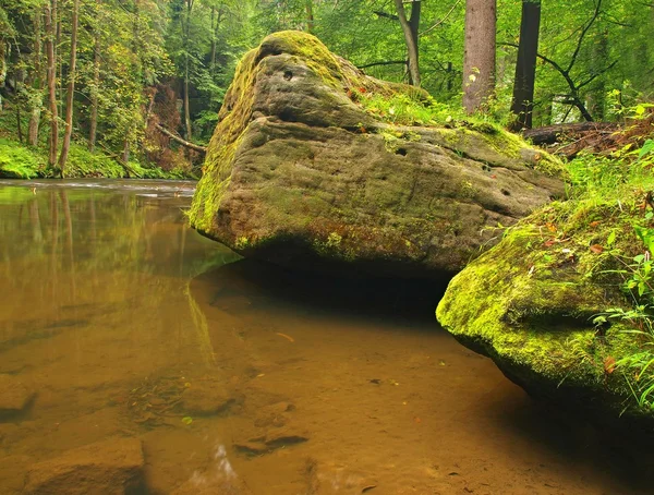 Grandes rocas musgosas de piedra arenisca en el agua del río de montaña. Agua clara y borrosa con reflejos. Barranco cubierto de hayas y arces con las primeras hojas de colores, gotas de lluvia en helecho verde claro . — Foto de Stock