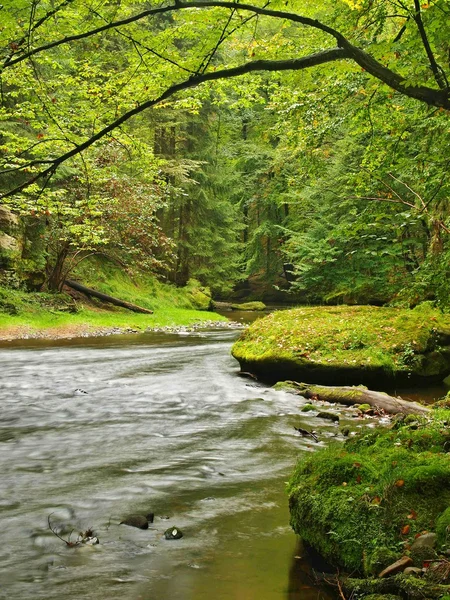 Vista nel profondo golfo di arenaria con acqua limpida del fiume di montagna. Acqua chiara e sfocata con riflessi. Faggi ricoperti di valle e aceri con prime foglie colorate, felce verde fresca . — Foto Stock