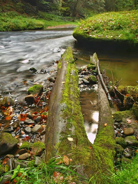 Pedregulhos de arenito musgosos grandes em água de rio de montanha. Água clara e turva com reflexos. Gulch coberto de faias e árvores de bordo com primeiras folhas coloridas, gotas de chuva em samambaia verde claro . — Fotografia de Stock