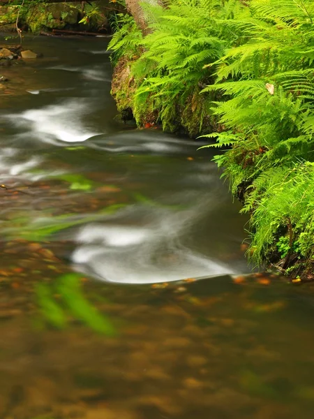 Grandi massi di arenaria muschiata in acqua di fiume di montagna. Acqua chiara e sfocata con riflessi. Faggi ricoperti di gulch e aceri con prime foglie colorate, gocce di pioggia su felce verde chiaro . — Foto Stock