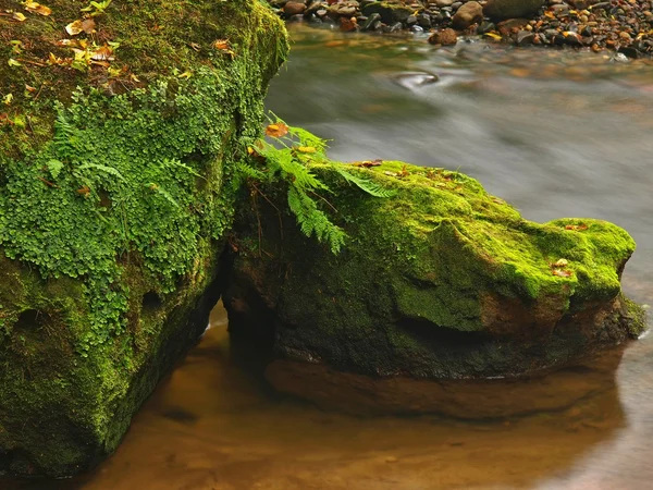 Big mossy sandstone boulders in water of mountain river. Clear blurred water with reflections. Gulch covered beeches and maple trees with first colorful leaves, rain drops on light green fern. — Stock Photo, Image