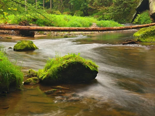 Grandi massi di arenaria muschiata in acqua di fiume di montagna. Acqua chiara e sfocata con riflessi. Faggi ricoperti di gulch e aceri con prime foglie colorate, gocce di pioggia su felce verde chiaro . — Foto Stock