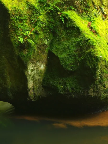 Grandi massi di arenaria muschiata in acqua di fiume di montagna. Acqua chiara e sfocata con riflessi. Faggi ricoperti di gulch e aceri con prime foglie colorate, gocce di pioggia su felce verde chiaro . — Foto Stock