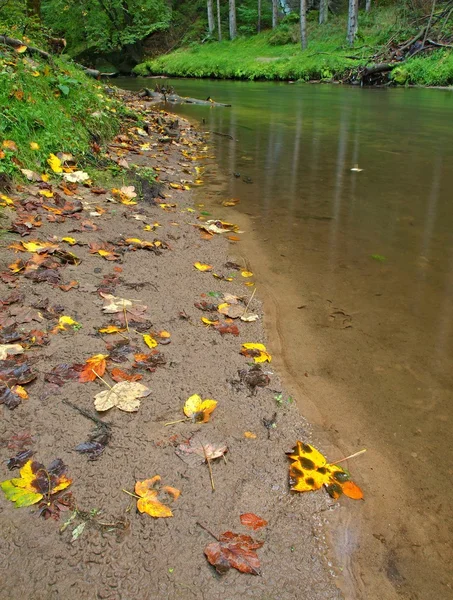 Gravel in clear water of mountain river, colorful leaves from aspen and maples. Blurred waves, reflections in water level. — Stock Photo, Image