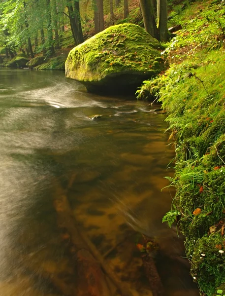 山の川の水で大きなコケむした砂岩玉石。反射のぼやけの水をオフにします。ガルチ覆われてブナやカエデの木最初カラフルの葉っぱ、ライト グリーンのファーンに雨の滴. — ストック写真