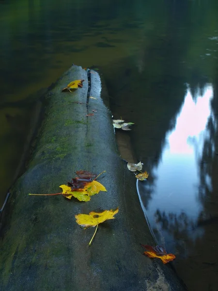 Tronco quebrado de árvore de álamo cair no rio da montanha. Árvore de bordo verde e amarelo no tronco, água clara correndo abaixo da árvore caída . — Fotografia de Stock