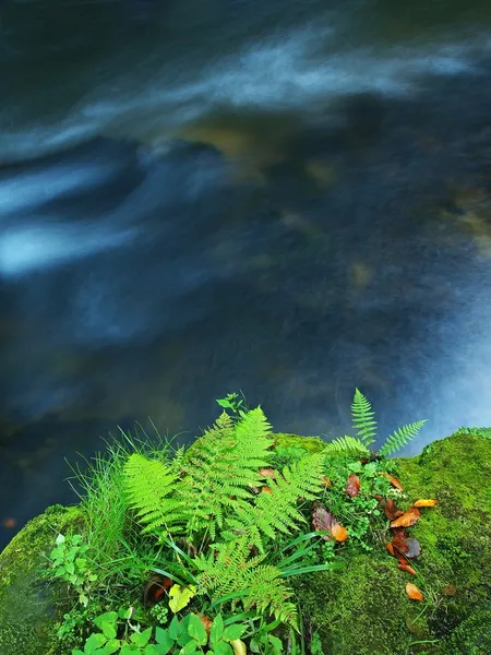 Tallo de helecho húmedo en roca basáltica en agua fría azul borrosa de la corriente de montaña, reflejo de la luz en el nivel del agua . —  Fotos de Stock