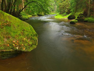 dağ nehir su büyük yosunlu kumtaşı kayalar. Bulanık su yansımalar ile temizleyin. beeches ve akçaağaç ilk renkli yaprakları ile Gulch kapalı, hafif yeşil eğreltiotu üzerinde yağmur damlaları.
