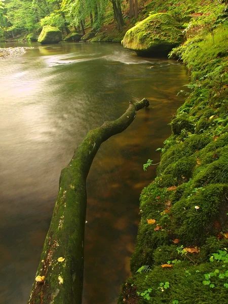 Broken trunk of aspen tree fall in mountain river. Green and yellow maple tree on trunk, clear water running below fallen tree. — Stock Photo, Image