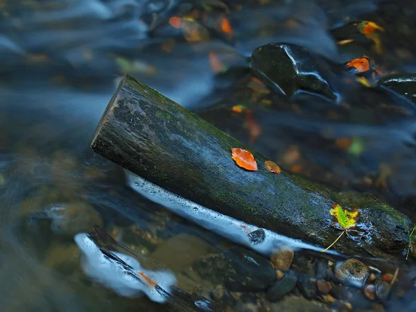 Tronco quebrado de árvore de álamo cair no rio da montanha. Árvore de bordo verde e amarelo no tronco, água clara correndo abaixo da árvore caída . — Fotografia de Stock