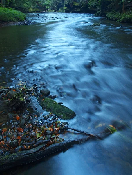 Broken trunk of aspen tree fall in mountain river. Green and yellow maple tree on trunk, clear water running below fallen tree. — Stock Photo, Image