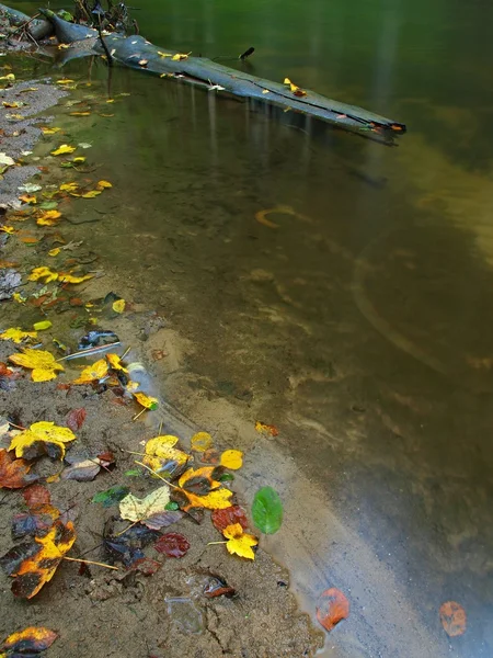 Basalt stones in clear water of mountain river, colorful leaves from aspen and maples. Blurred waves, reflections in water level.