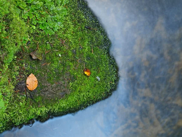 Pedras de basalto molhadas em água turva do rio da montanha com folha de outono de álamo amarelo e laranja . — Fotografia de Stock