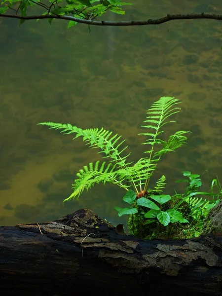 Wet fern stem on basalt boulder in blurred blue cold water of mountain stream, light reflection in water level. — Stock Photo, Image