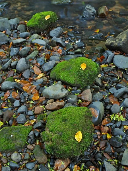 Мокрые базальтовые камни в размытой воде горной реки с желтым и оранжевым осиновым осенним листом . — стоковое фото