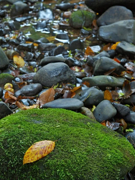Pierres de basalte humides dans l'eau trouble de la rivière de montagne avec des feuilles d'automne de tremble jaune et orange . — Photo