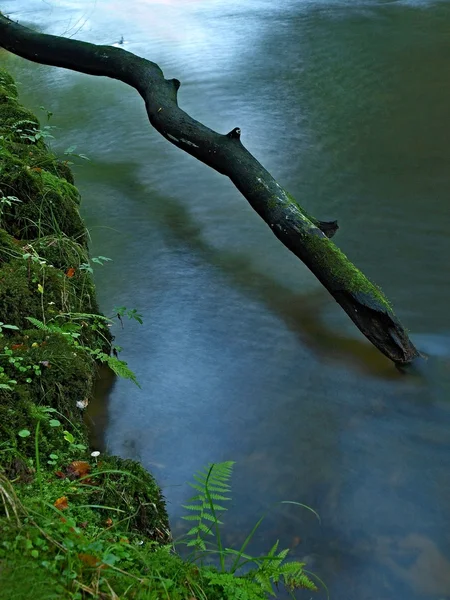 Сломанный ствол осины падает в горную реку. Зеленый и желтый клен на стволе, чистая вода течет под упавшим деревом . — стоковое фото