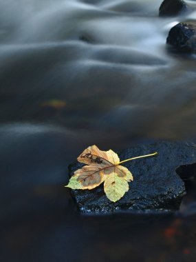 renkli bazalt taş dağ nehir bulanık suda yaprak akçaağaç ağaç kırık.
