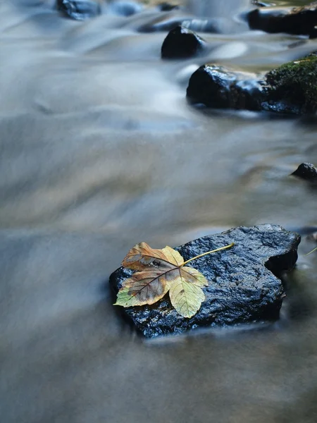 Barevné rozbité listy z javoru na čedičových kamenů v rozmazané vodě horské řeky. — Stock fotografie