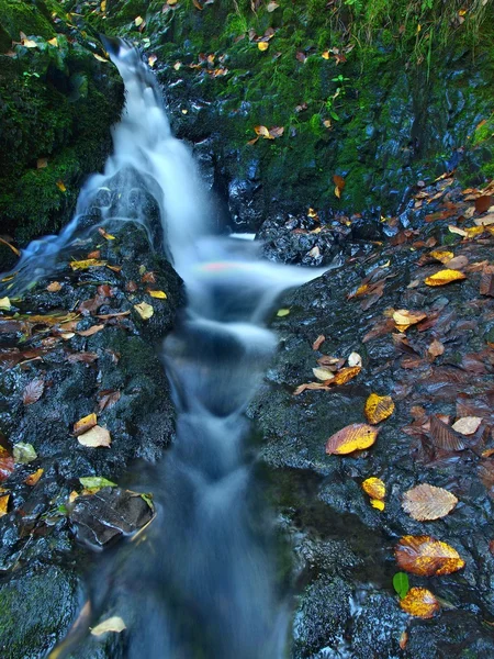 Piccola cascata piena d'acqua dopo la pioggia. Foglie colorate di acero e ciliegio selvatico adagiate su roccia basaltica umida. Pietre e foglie autunnali colorate — Foto Stock