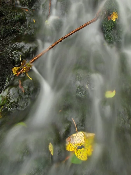 Piccola cascata piena d'acqua dopo la pioggia. Foglie colorate di acero e ciliegio selvatico adagiate su roccia basaltica umida. Pietre e foglie autunnali colorate — Foto Stock