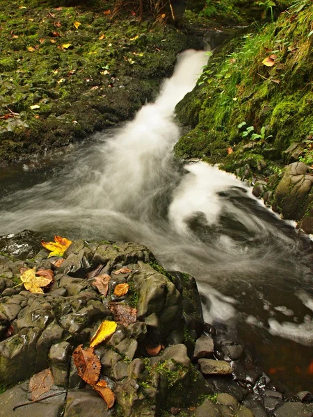 Pequeña cascada llena de agua después de la lluvia. Hojas coloridas de arce y cerezo silvestre sobre roca de basalto húmedo. Piedras y coloridas hojas otoñales —  Fotos de Stock