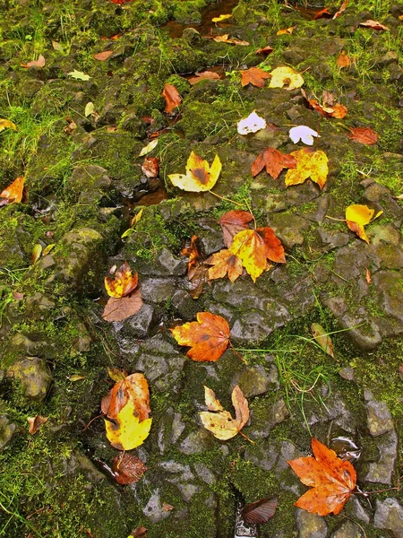 Παλιά πορτοκαλί οξιά, ο σφένδαμνος και άγρια Κερασιά φύλλα με υγρό ποώδη λόγο. μικρές περιοχές με νερό κάνει αντανακλάσεις. — Φωτογραφία Αρχείου