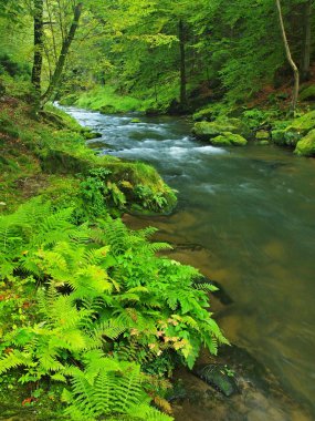dağ dere kumtaşı gulch ve yeşil dallar acacias, beeches ve oaks için görüntüleyin. su seviyesi yeşil yansımalar yapar. Yaz sonunda dağ Nehri.
