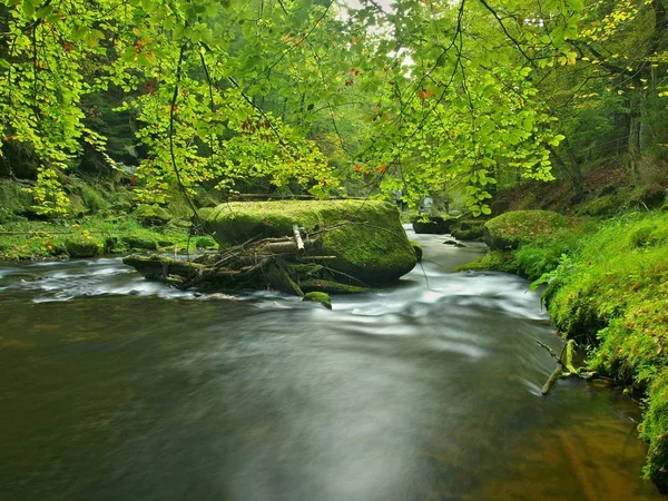 Met het oog op bergbeek in zandsteen gulch en onder groene takken van acacias, beuken en eiken. water niveau maakt groene reflecties. het einde van de zomer op de berg rivier. — Stockfoto