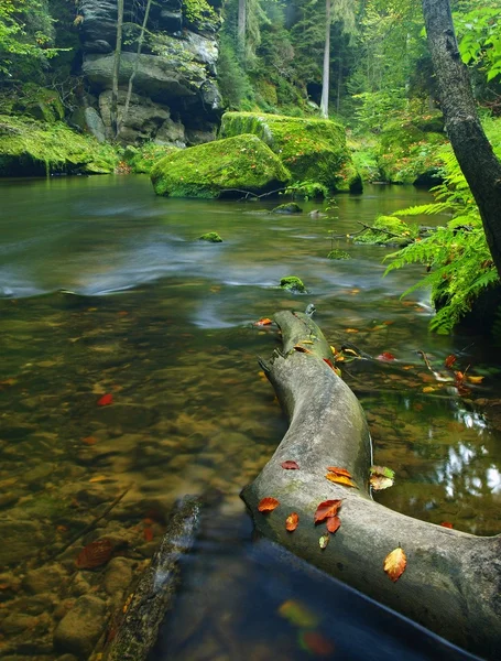 Vista al arroyo de montaña en barranco de arenisca y debajo de ramas verdes de acacias, hayas y robles. El nivel del agua hace reflejos verdes. El final del verano en el río de montaña . —  Fotos de Stock