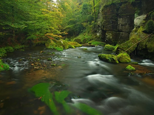 Blick auf Gebirgsbach in Sandsteinschlucht und unter grünen Ästen von Akazien, Buchen und Eichen. Der Wasserstand macht grüne Reflexe. das Ende des Sommers am Gebirgsfluss. — Stockfoto