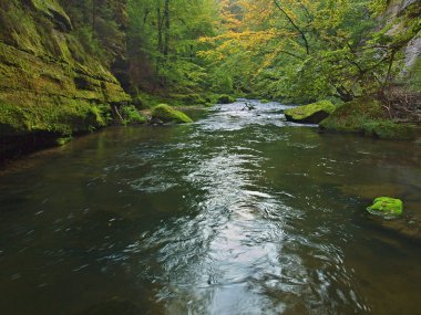 dağ dere kumtaşı gulch ve yeşil dallar acacias, beeches ve oaks için görüntüleyin. su seviyesi yeşil yansımalar yapar. Yaz sonunda dağ Nehri.